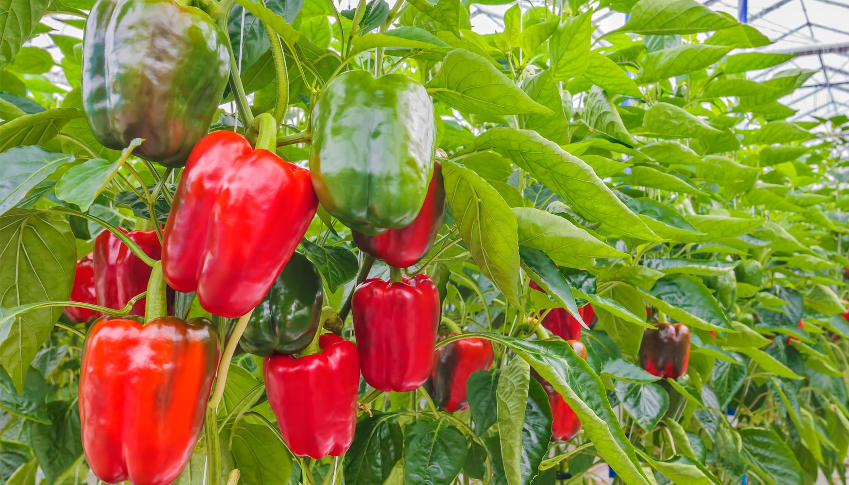 Quarto Double Standard